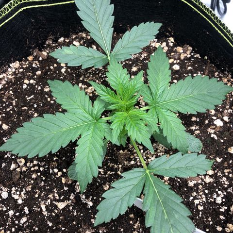 Big bud growlog timeline photo
