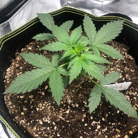 Big bud growlog timeline photo