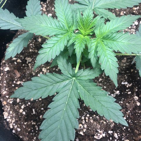 Big bud growlog timeline photo