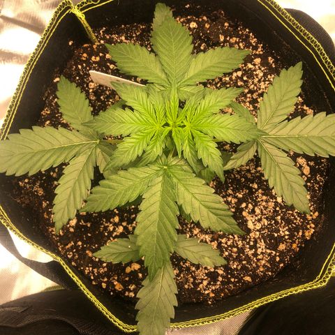 Big bud growlog timeline photo