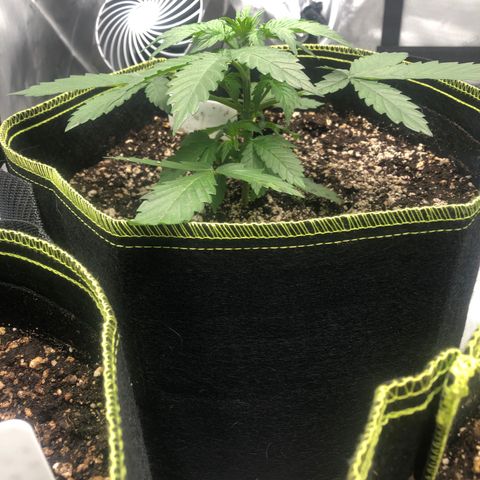 Big bud growlog timeline photo
