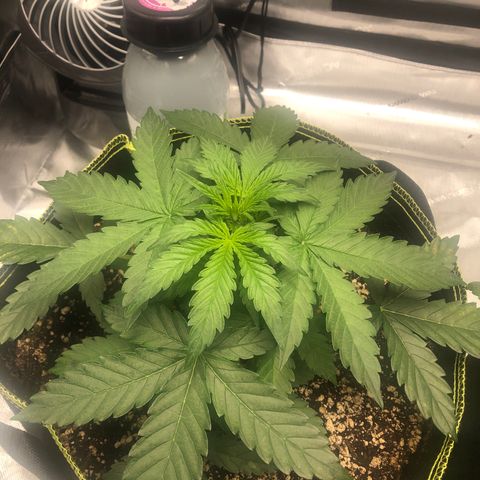 Big bud growlog timeline photo