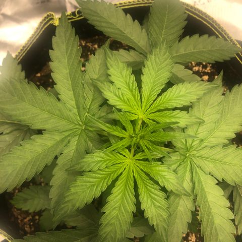 Big bud growlog timeline photo