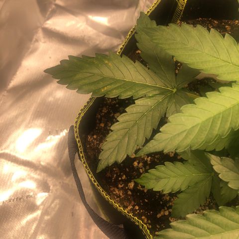 Big bud growlog timeline photo