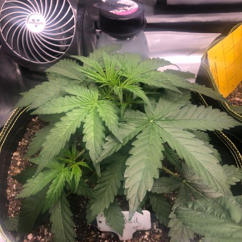 Big bud growlog photo: Looking great after the top dress and cal mag yesterday 