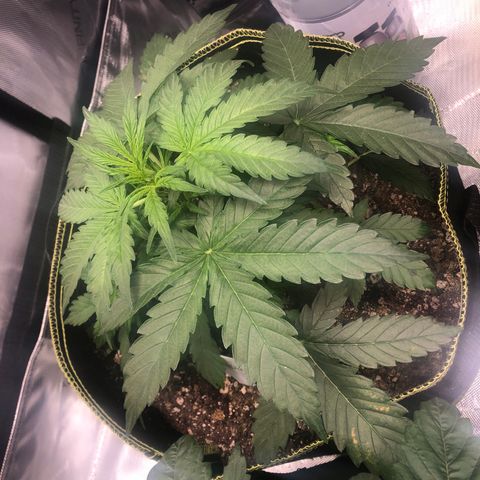 Big bud growlog photo: Looking great after the top dress and cal mag yesterday 