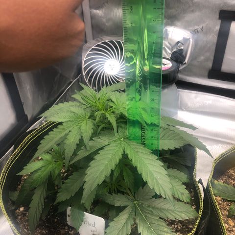 Big bud growlog timeline photo