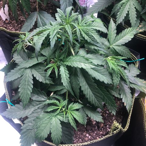 Big bud growlog photo: Tied down large fan leafs 