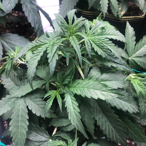 Big bud growlog photo: Tied down large fan leafs 
