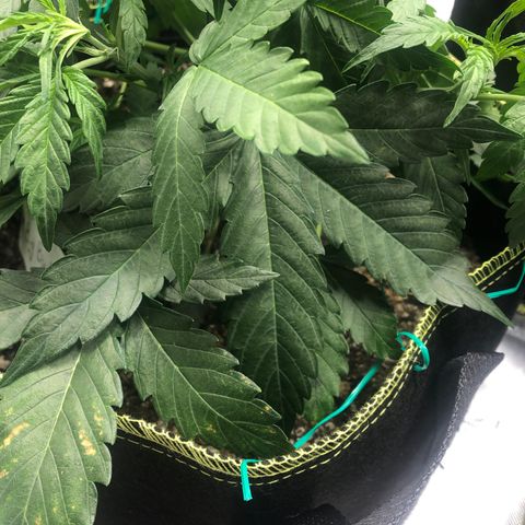 Big bud growlog photo: Tied down large fan leafs 
