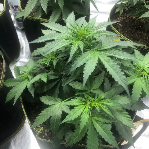 Big bud growlog timeline photo