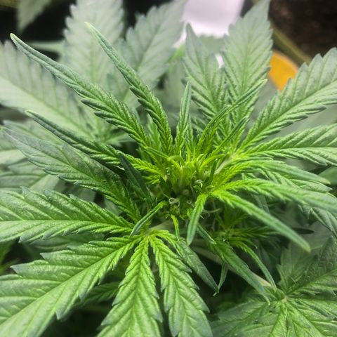 Big bud growlog timeline photo