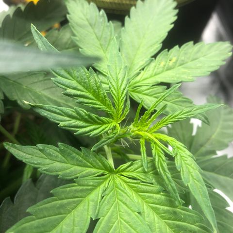 Big bud growlog timeline photo