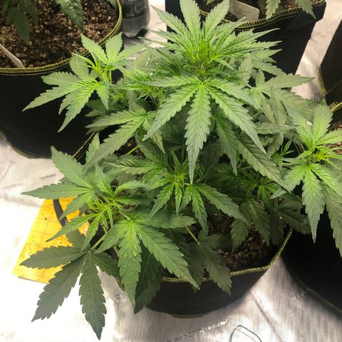 Big bud growlog timeline photo