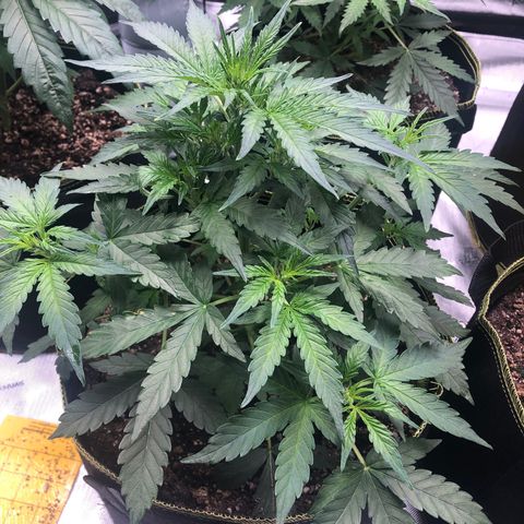 Big bud growlog timeline photo