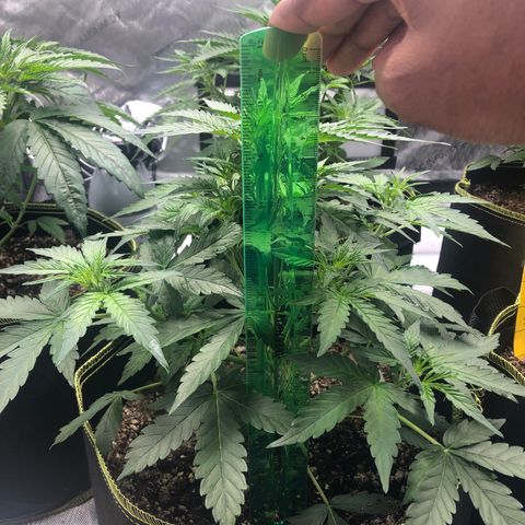 Big bud growlog timeline photo