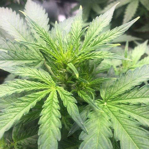 Big bud growlog photo: Time to defoliant 