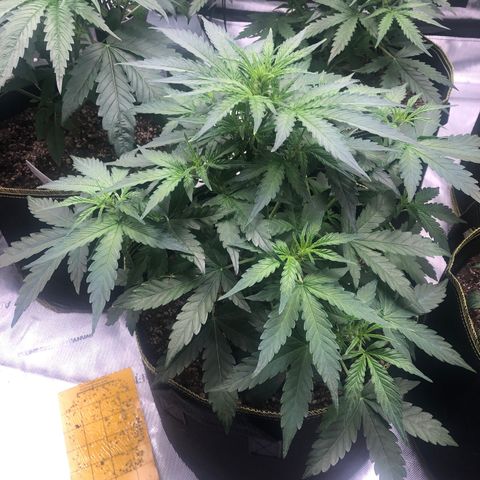 Big bud growlog photo: Time to defoliant 