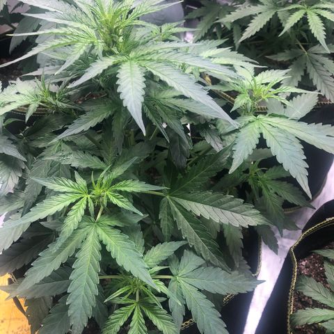 Big bud growlog photo: Time to defoliant 