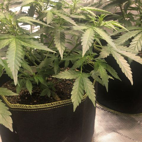 Big bud growlog timeline photo