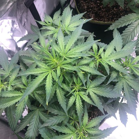 Big bud growlog timeline photo