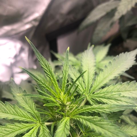 Big bud growlog timeline photo