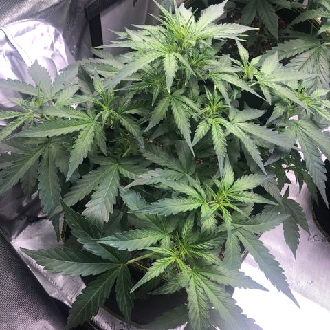Big bud growlog timeline photo