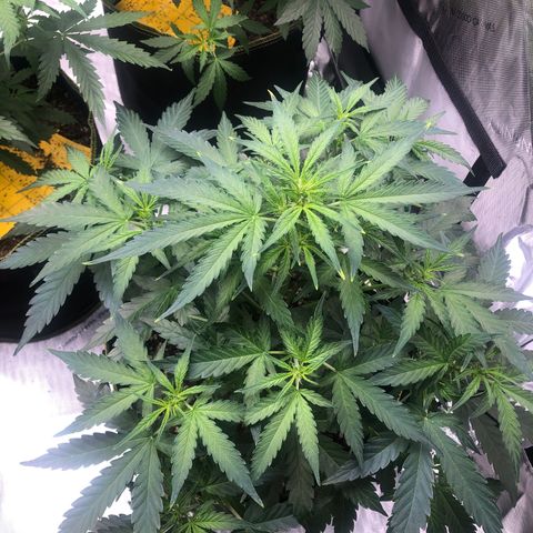 Big bud growlog timeline photo