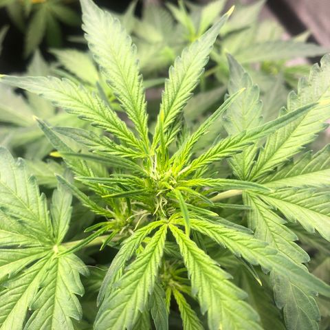 Big bud growlog timeline photo