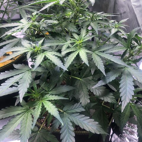Big bud growlog timeline photo