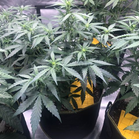 Big bud growlog timeline photo