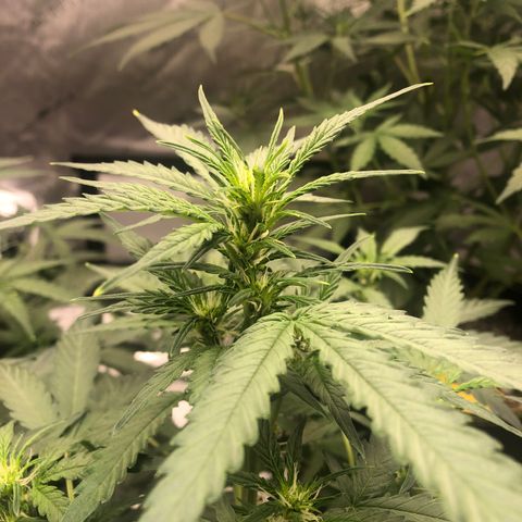 Big bud growlog timeline photo