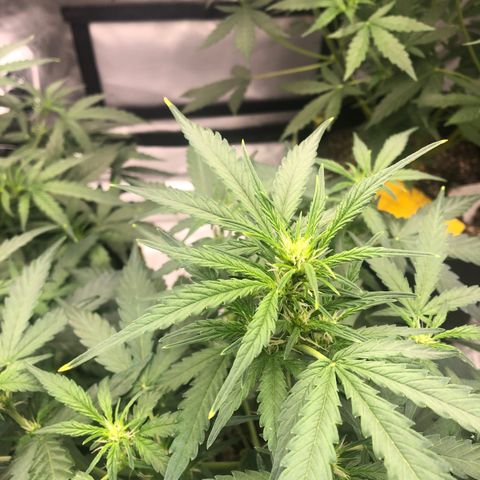 Big bud growlog timeline photo