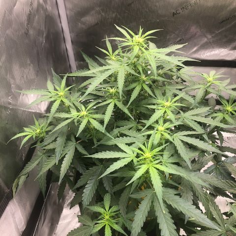 Big bud growlog timeline photo