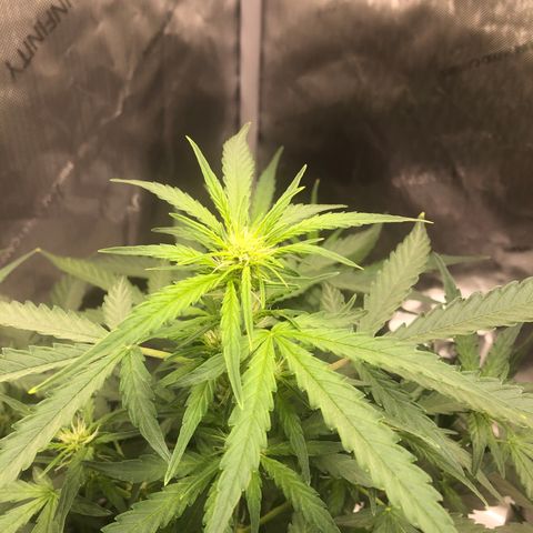Big bud growlog timeline photo
