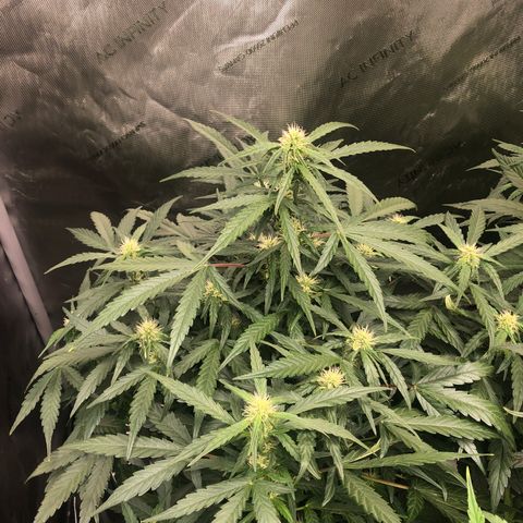Big bud growlog timeline photo