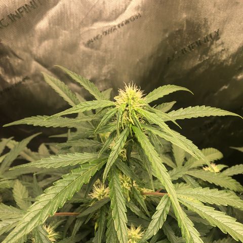 Big bud growlog timeline photo