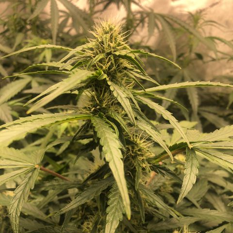 Big bud growlog timeline photo