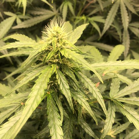 Big bud growlog timeline photo
