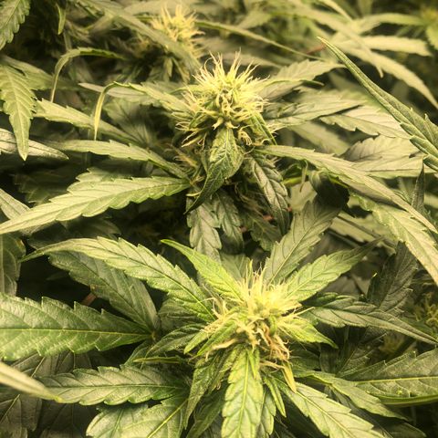 Big bud growlog timeline photo