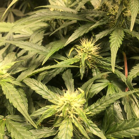 Big bud growlog timeline photo