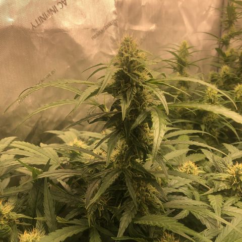 Big bud growlog timeline photo