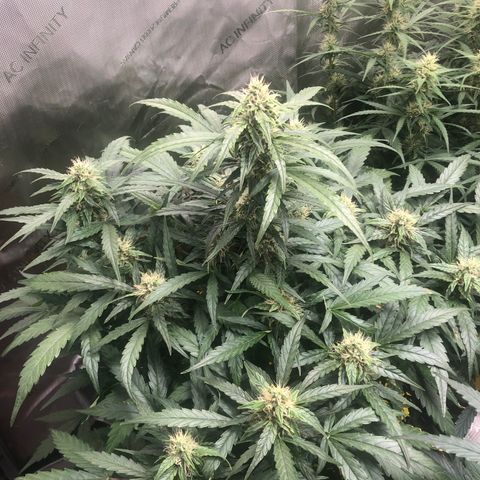 Big bud growlog timeline photo