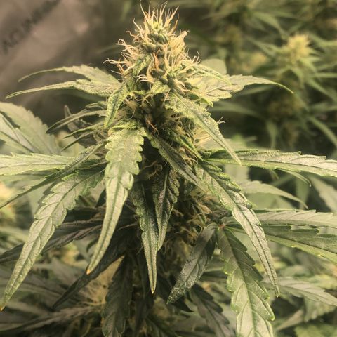 Big bud growlog timeline photo