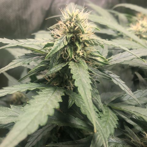 Big bud growlog timeline photo