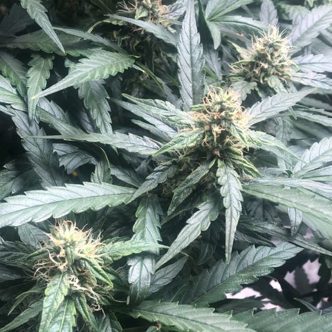 Big bud growlog timeline photo