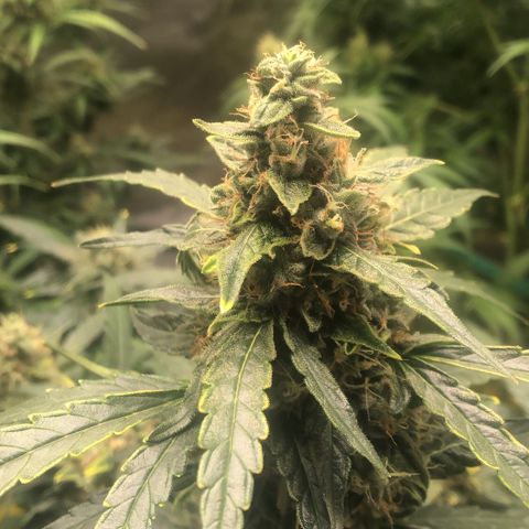Big bud growlog timeline photo