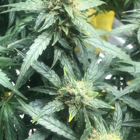 Big bud growlog timeline photo