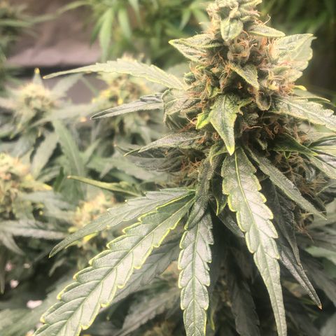 Big bud growlog timeline photo