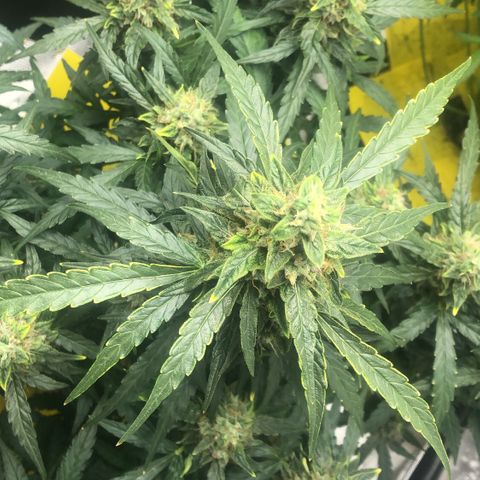 Big bud growlog timeline photo
